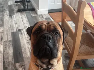 Bullmastiff dogs Gorgeous bullmastiff stud - Advert 1