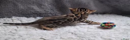 Bengal cats for sale: Traditional brown Bengal - Advert 4
