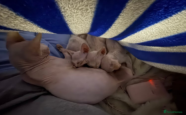 Sphynx cats - Advert 16