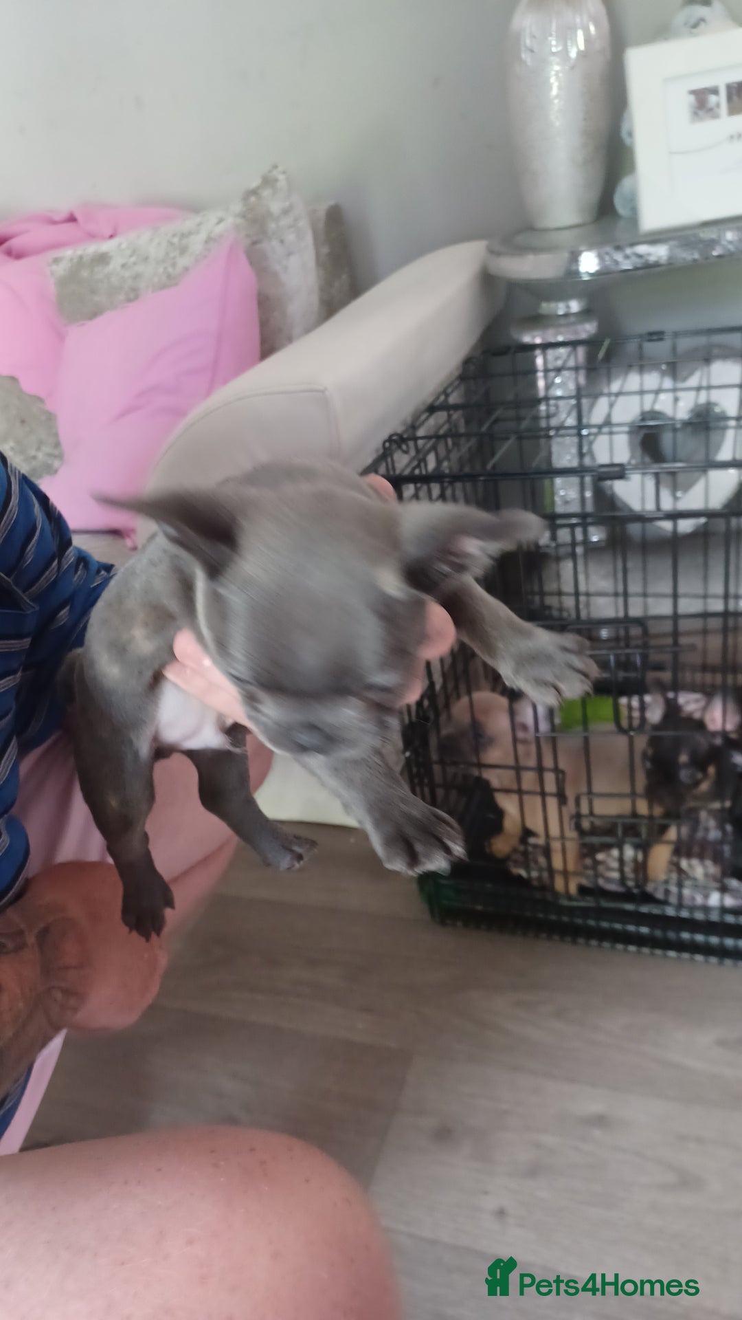 French Bulldog dogs for sale: French bulldog puppys  - Image 3