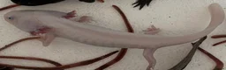 Axolotl reptiles for sale: Axolotls and their tank.  - Advert 7