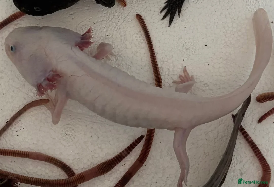 Axolotl reptiles for sale: Axolotls and their tank.  - Advert 7