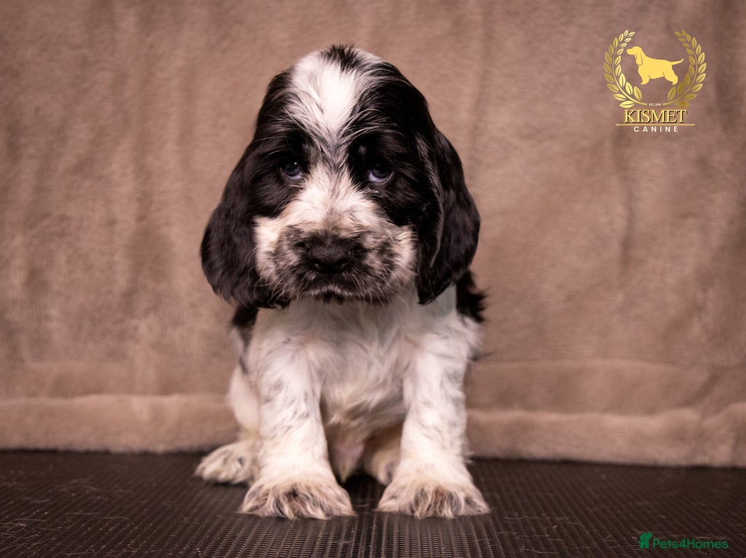 Cocker Spaniel dogs for sale: BEAUTIFUL SHOW TYPE BLUE ROANS - Image 8