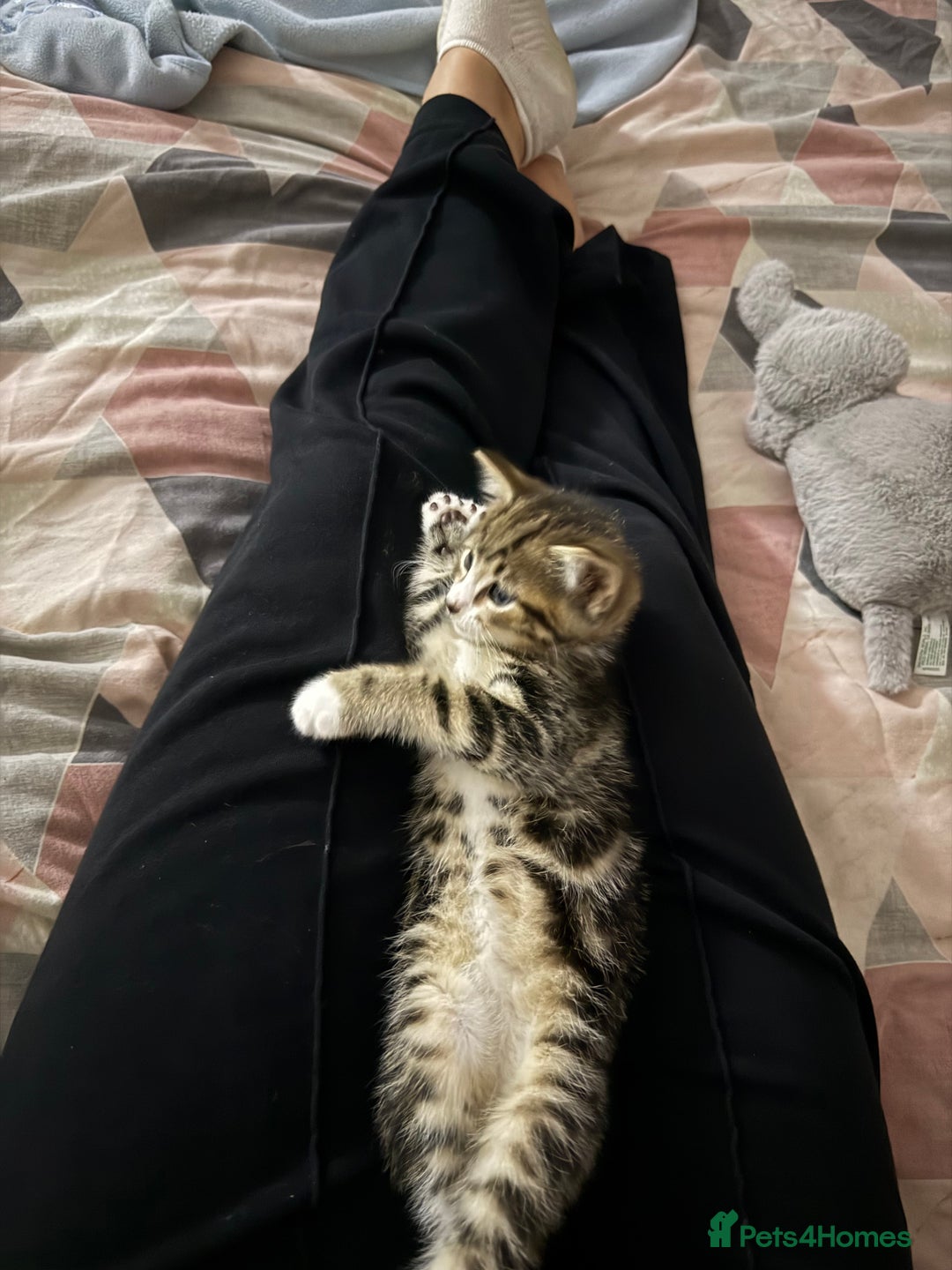 Bengal cats for sale: Puds the bengal kitten - Advert 9