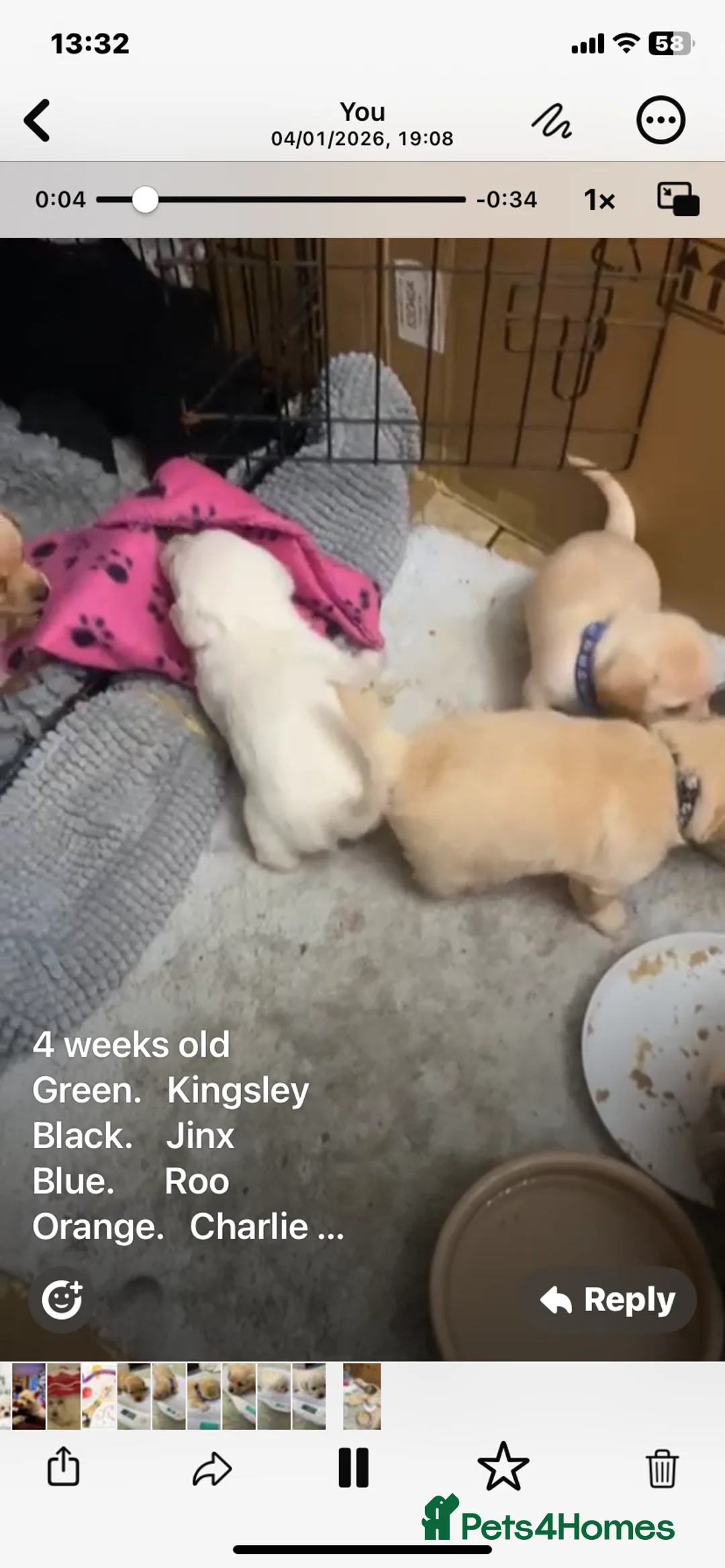 Mixed Breed dogs for sale: Daxie-CHON PUPPIES FOR SALE - Advert 6