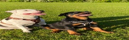 Rottweiler dogs for stud: PROVEN STUD FULLY KC CHAMPION BLOODLINED MALE  in Telford - Advert 4