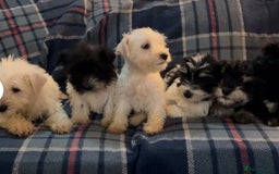 Miniature Schnauzer dogs for sale: Top Quality, health tested Mini Schnauzer pups - Image 1