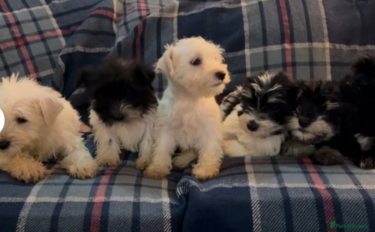 Miniature Schnauzer dogs - Advert 1