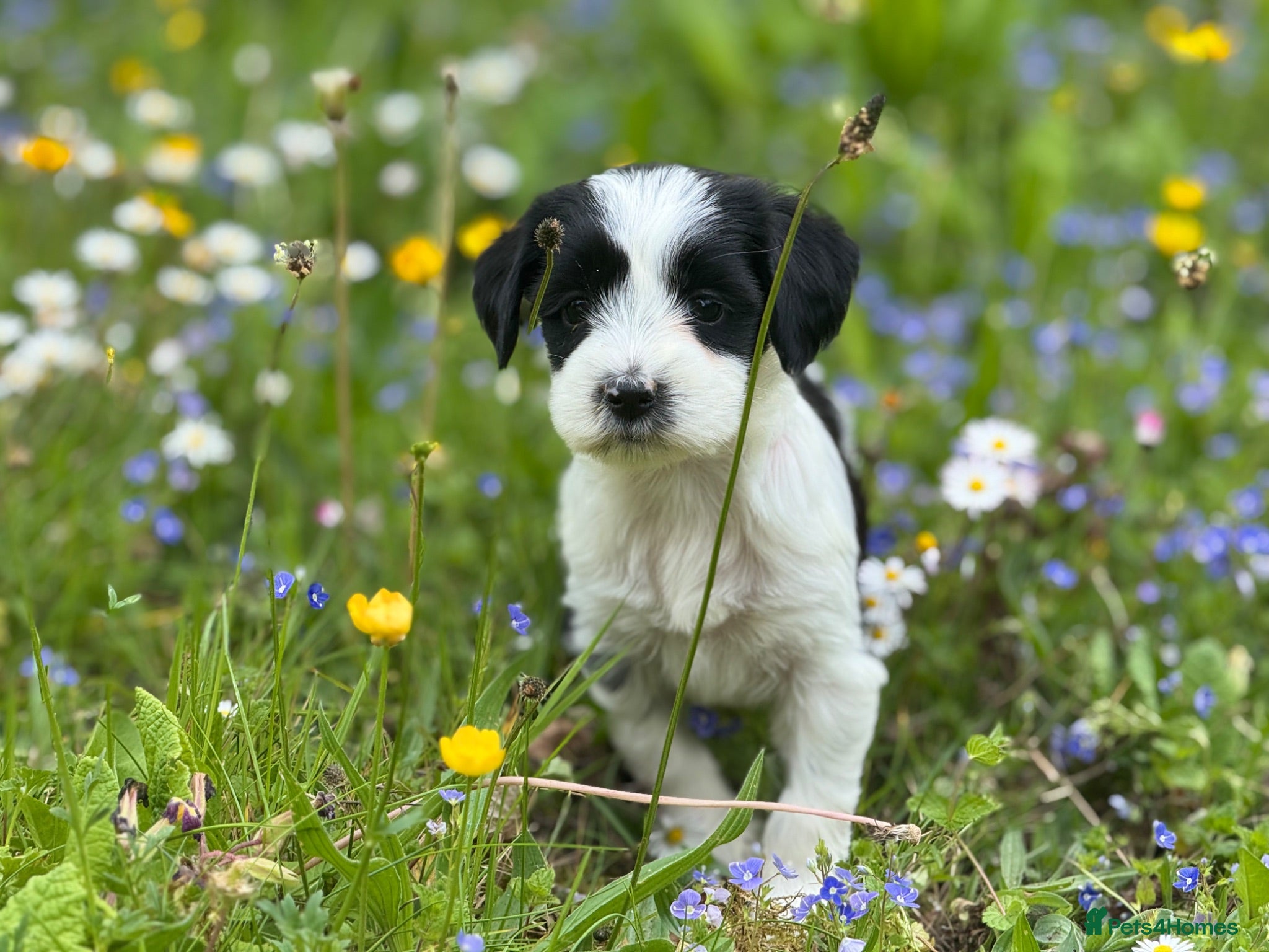 Tibetan Terrier dogs Stunning KC Reg Tibetan terrier puppies - Advert 1