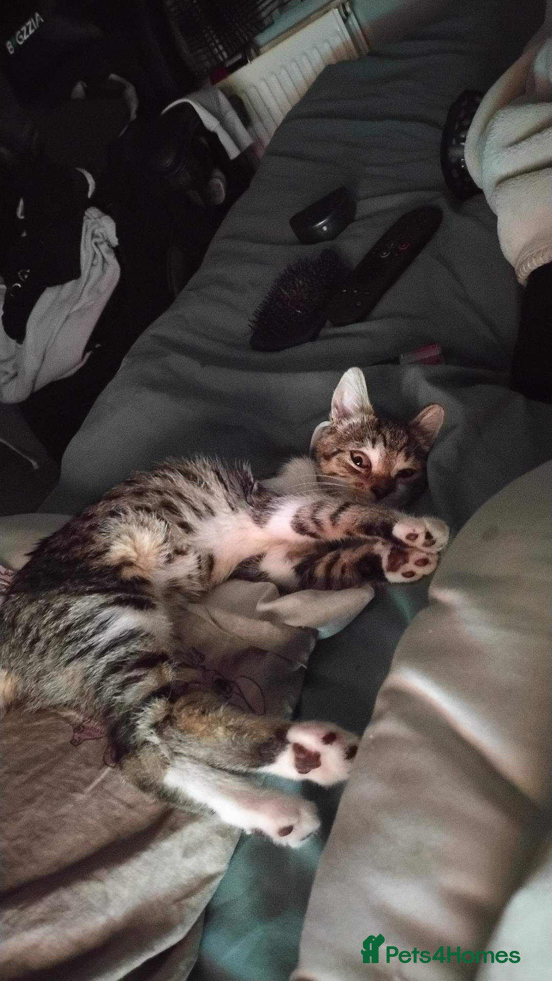 Bengal cats Meet mila - Advert 1