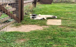 Jack Russell dogs for sale: Jack Russell pups for sale - Image 16