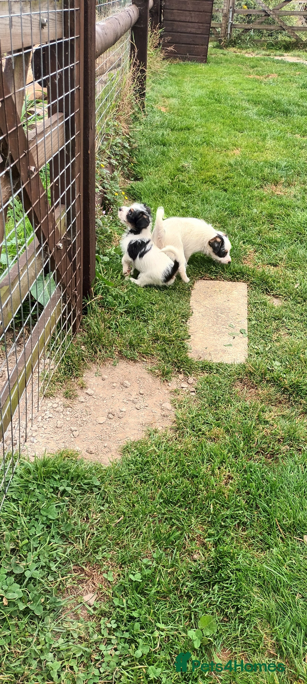 Jack Russell dogs for sale: Jack Russell pups for sale - Image 16
