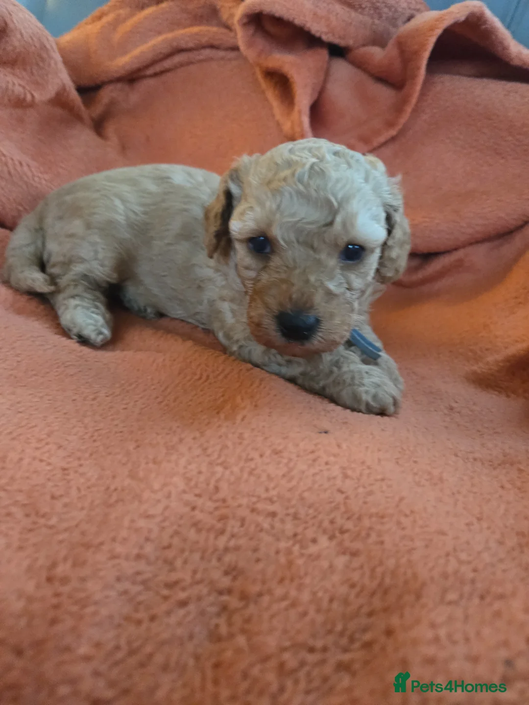 Mixed Breed dogs for sale: Beautiful Health Tested Poochon Cross Puppies  - Advert 18