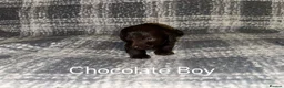 Doxiepoo dogs for sale: Doxiepoo puppies - Advert 4