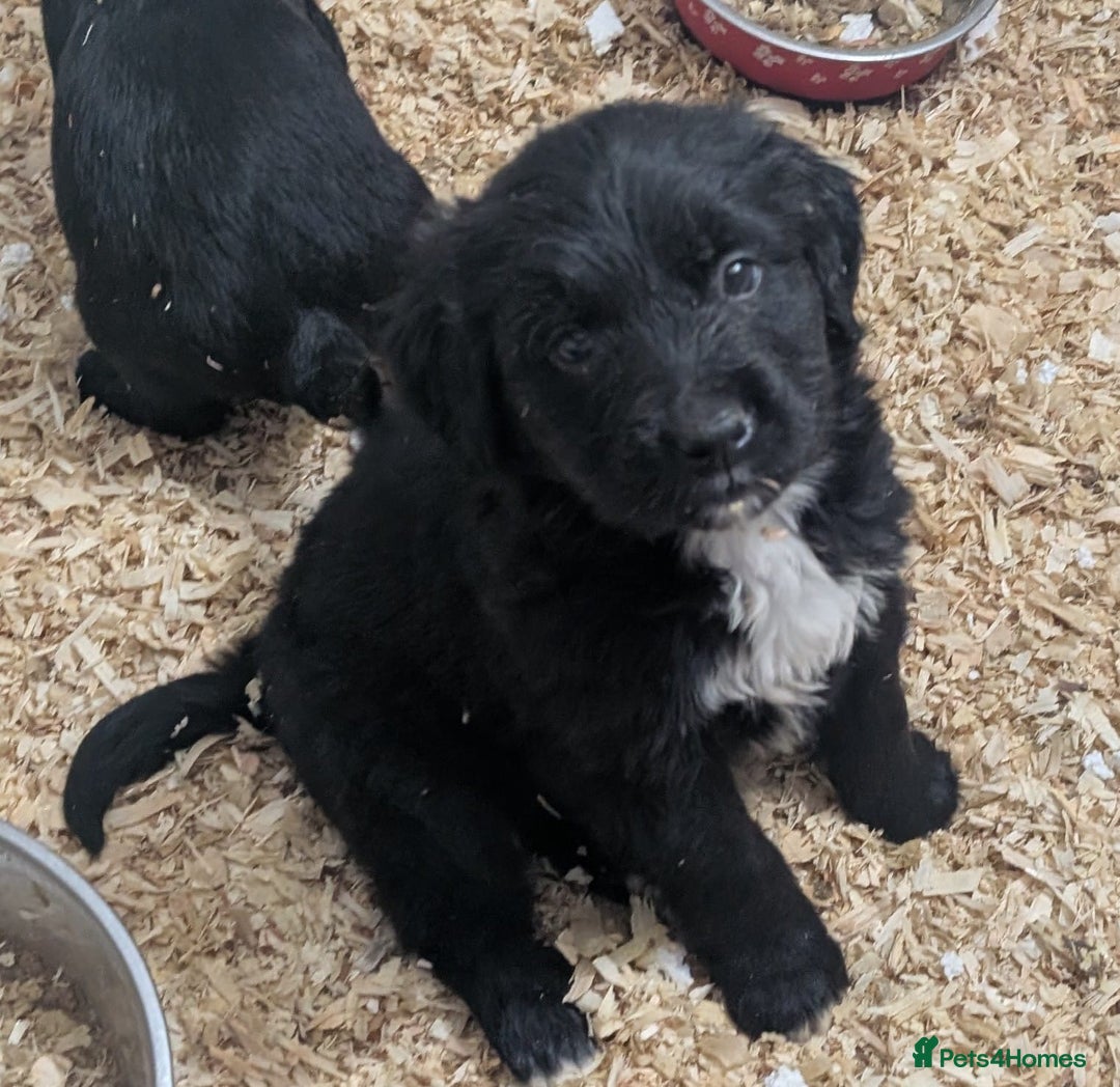 Mixed Breed dogs for sale:  berneses moutain dog x golden retriever - Advert 4