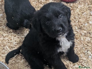 Mixed Breed dogs berneses moutain dog x golden retriever - Advert 7