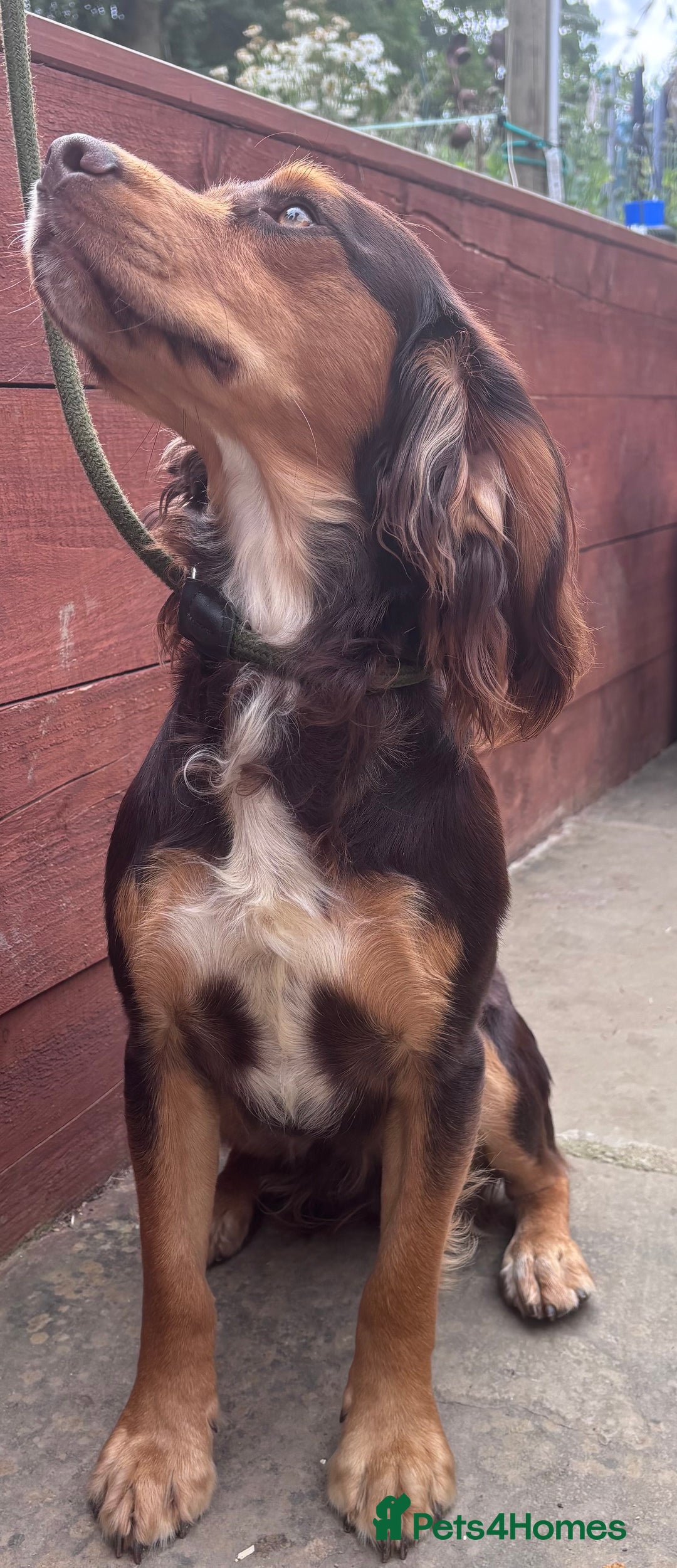 Cocker Spaniel dogs for stud: Cocker spaniel for stud  - Image 3