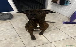 Mixed Breed dogs for sale: Male cane corso cross bullmastiff - Image 2