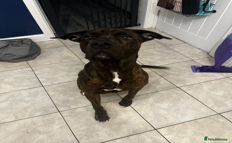 Mixed Breed dogs - Advert 5