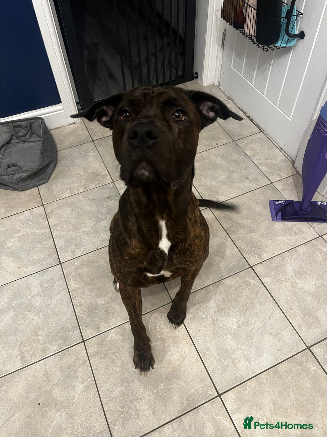 Mixed Breed dogs for sale: Male cane corso cross bullmastiff - Image 2