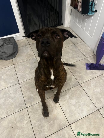 Mixed Breed dogs - Advert 5