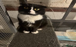 Scottish Fold cats for sale: Beautiful Scottish fold girl pet only  - Image 1