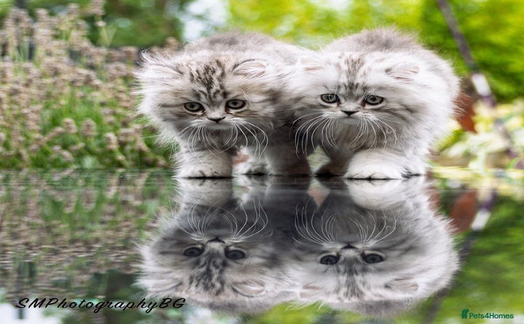 Persian cats - Advert 5