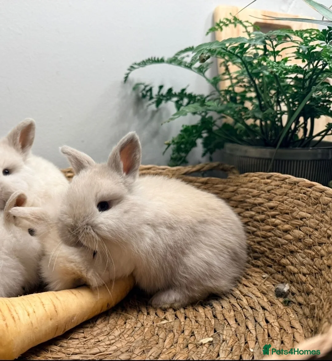 Mini Lion Lop rabbits for sale: Stunning Mini LionLops for Sale  - Advert 3