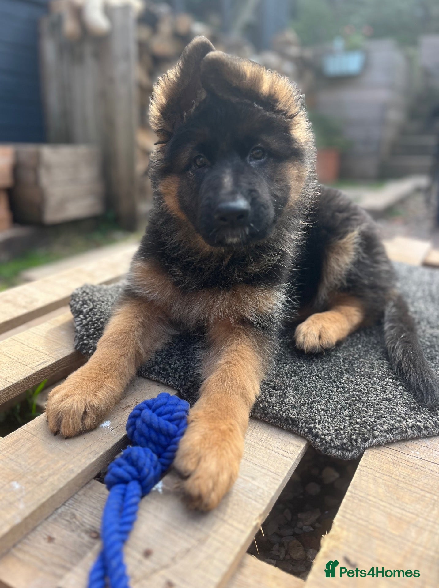 German Shepherd dogs Stunning GSD puppies for sale  - Advert 4