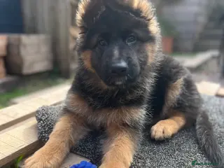 German Shepherd dogs Stunning GSD puppies for sale - Advert 4