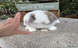 Mini Lop rabbits for sale: Blue torte extreme doe available  - Image 2