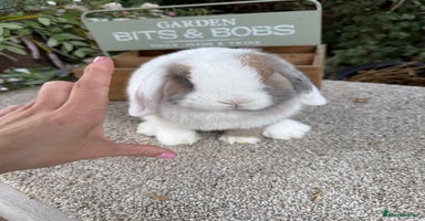 Mini Lop rabbits - Advert 7