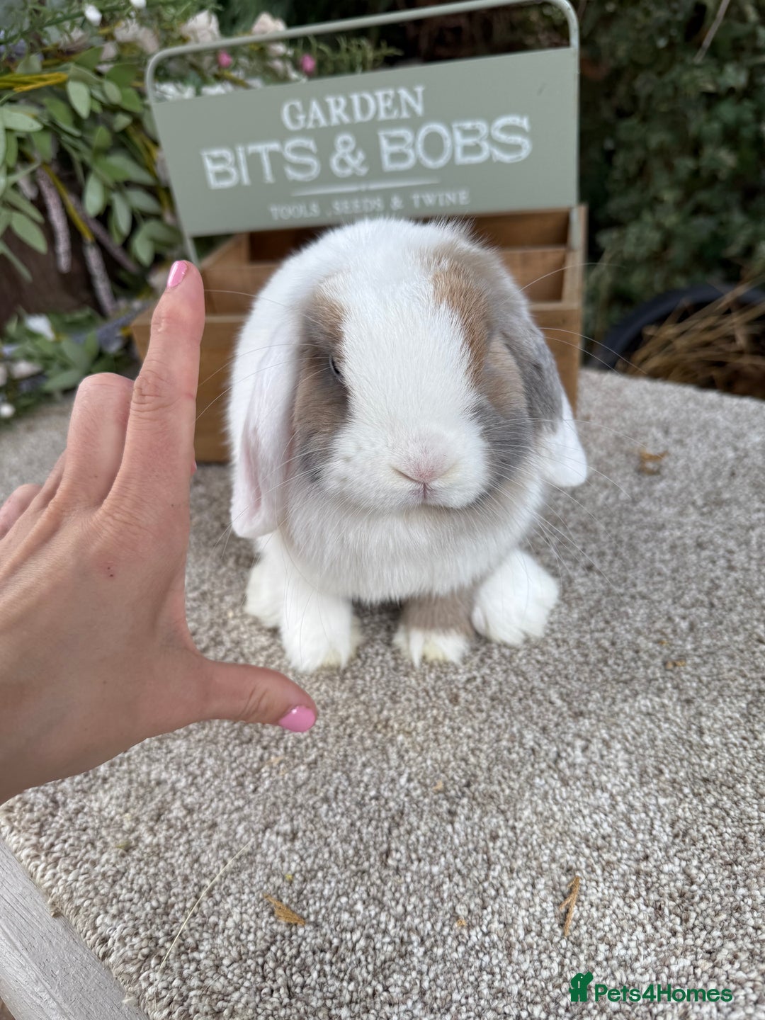 Mini Lop rabbits for sale: Blue torte extreme doe available  - Image 2