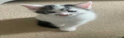European cats for sale: Kitten - Advert 2