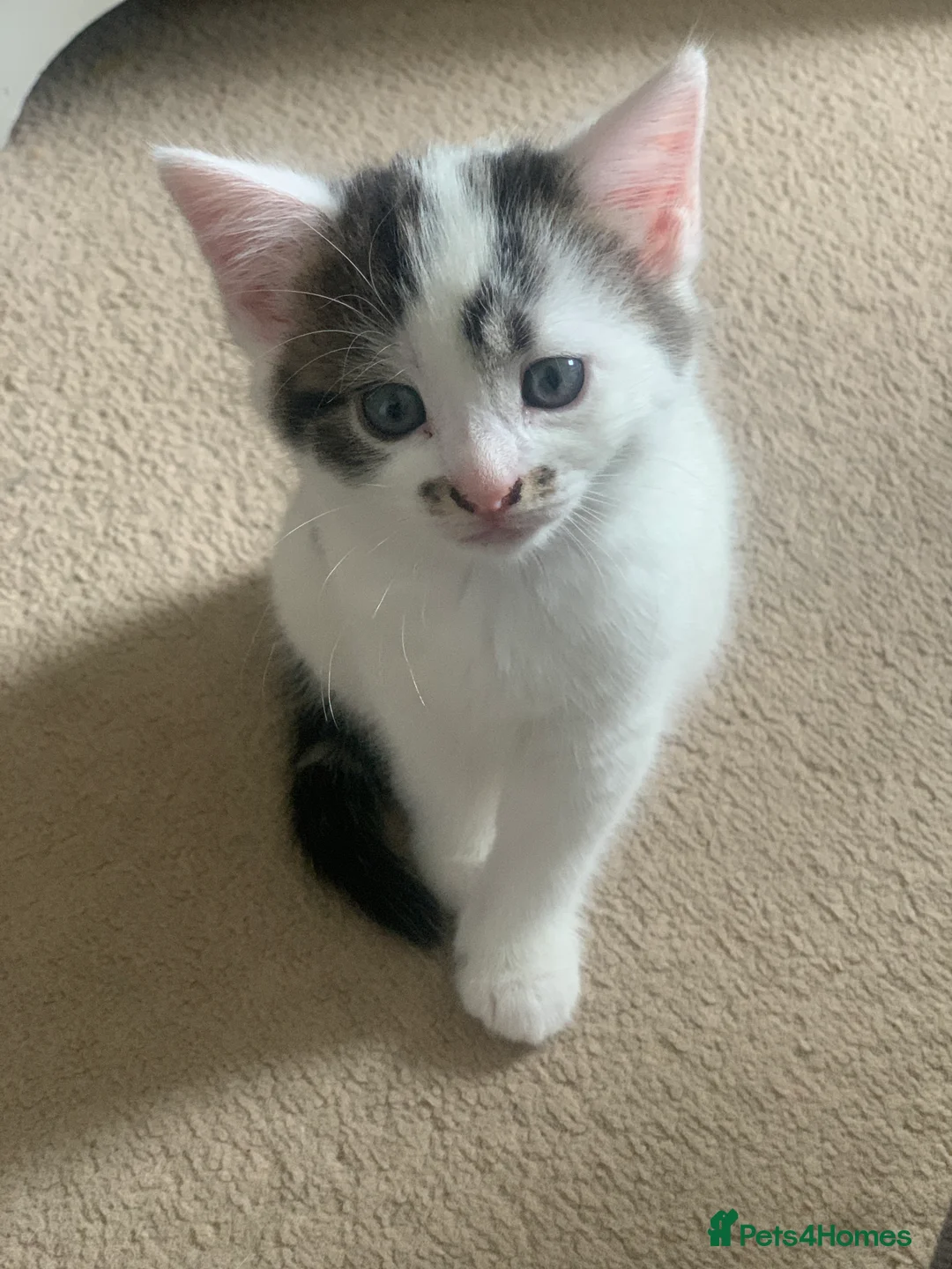 European cats for sale: Kitten - Advert 2