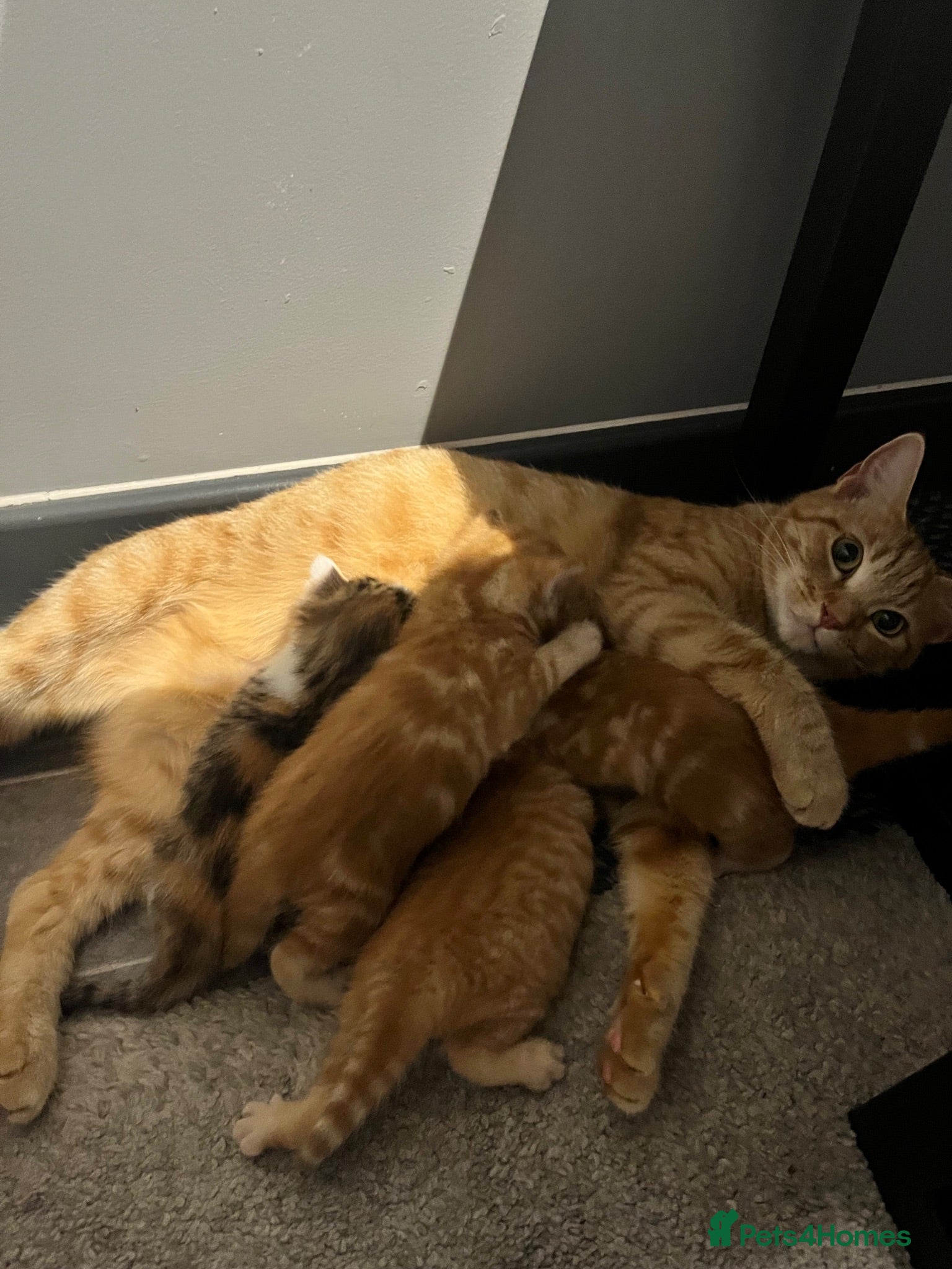 Mixed Breed cats Ginger males and calico female - Advert 2