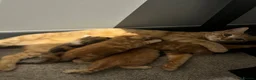 Mixed Breed cats for sale: Ginger males and calico female - Advert 1