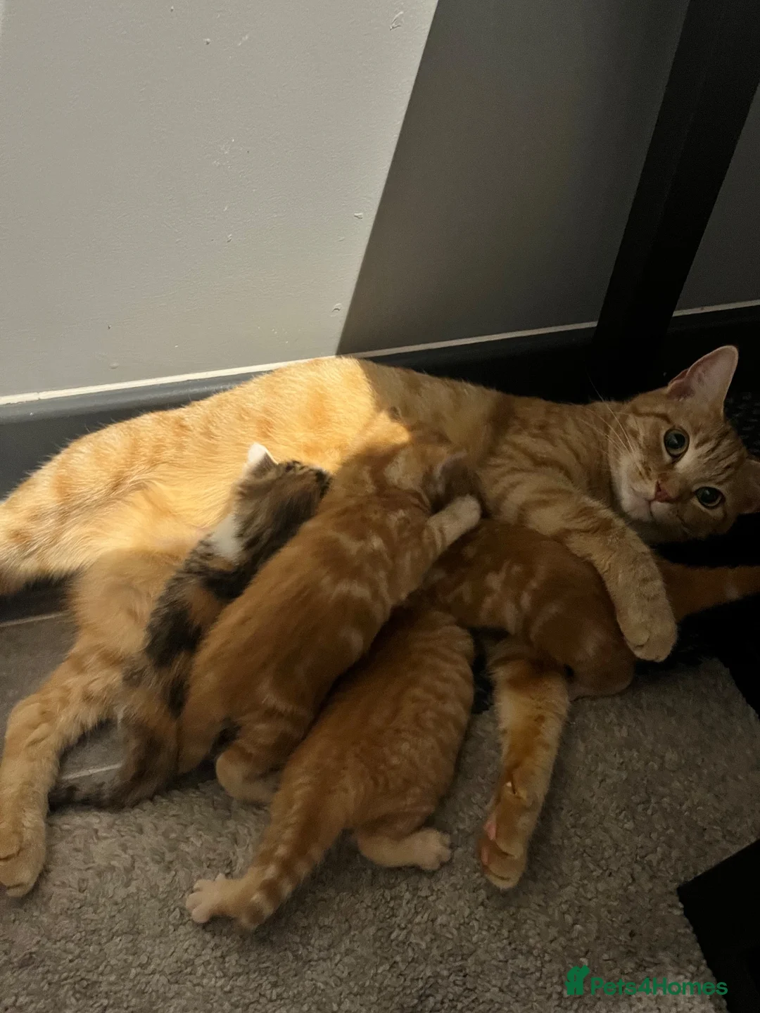Mixed Breed cats for sale: Ginger males and calico female - Advert 1