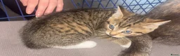 Mixed Breed cats for sale: gorgeous 1/4 ragdoll/tabby kittens for sale - Advert 6