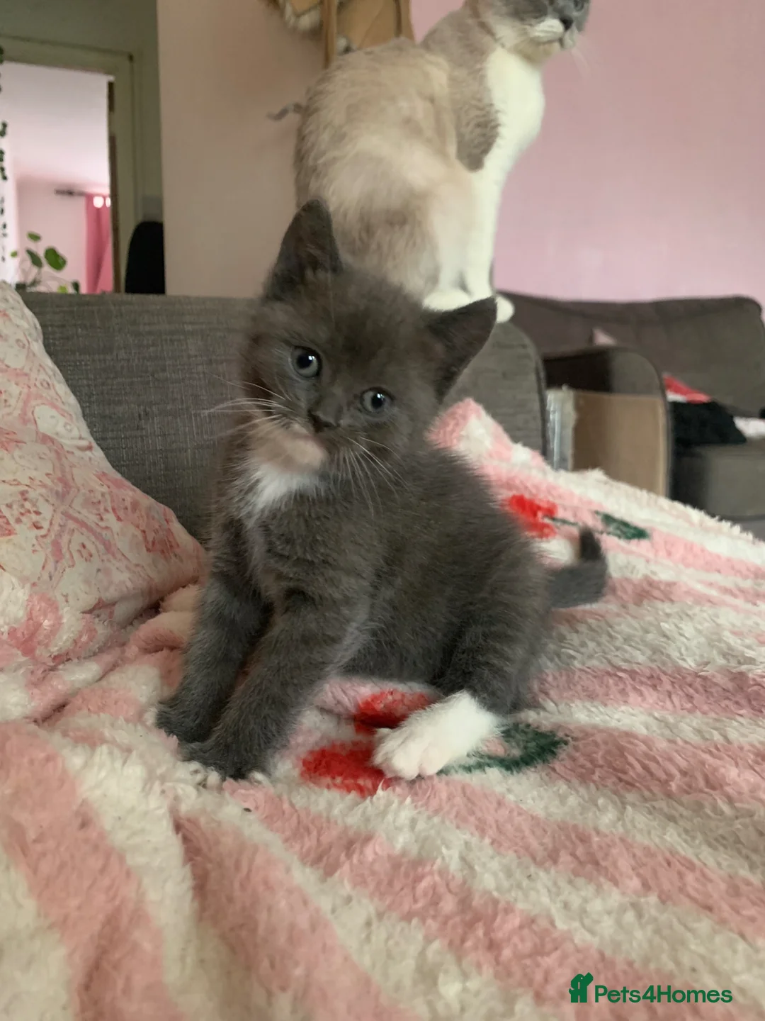 British Shorthair cats for sale: BSH colourpoint ready now  - Advert 21