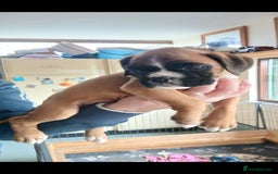 Boxer dogs for sale: Stunning kc registered boxer pups - Image 3