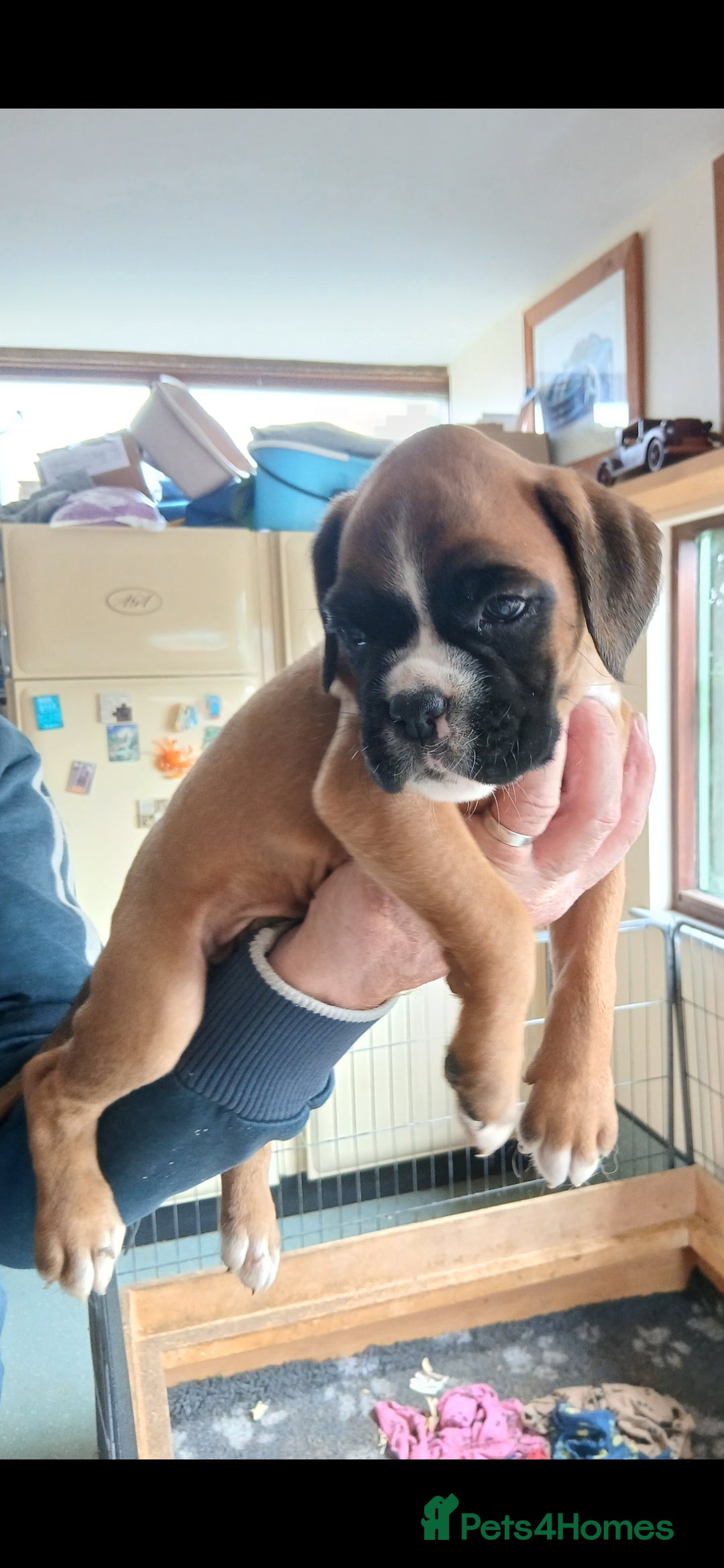Boxer dogs for sale: Stunning kc registered boxer pups - Image 3