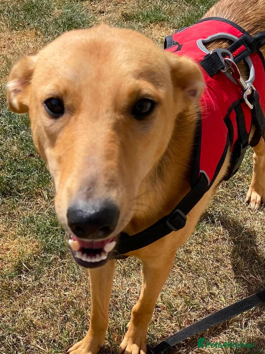 Mixed Breed dogs for adoption: Twinkle ⭐️  in Worcester - Advert 1