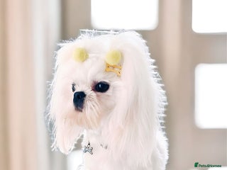 Maltese dogs in Willenhall - Advert 15