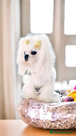 Maltese dogs in Willenhall - Advert 1