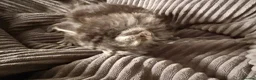 Maine Coon cats for sale: Maine Coon Kittens  - Advert 5