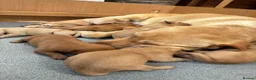 Labrador Retriever dogs for sale: Golden and red fox Labrador pups  in St Albans - Advert 6