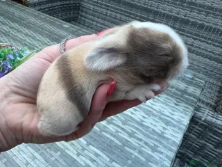 Mini Lop rabbits Stunning purebred mini lops - Advert 10