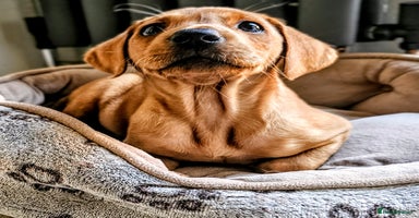 Labrador Retriever dogs - Advert 3