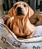 Labrador Retriever dogs - Advert 3